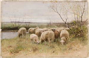 Schapen